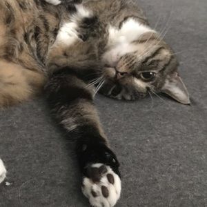 Meet your Posher, Saoirse